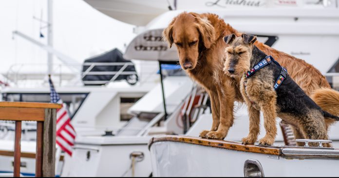 Kreuzfahrt mit Hund